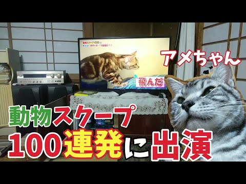 【祝】動物スクープ１００連発に出演したアメちゃん！放送時の猫達の様子190