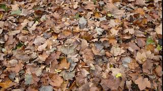 футаж - Опавшие листья