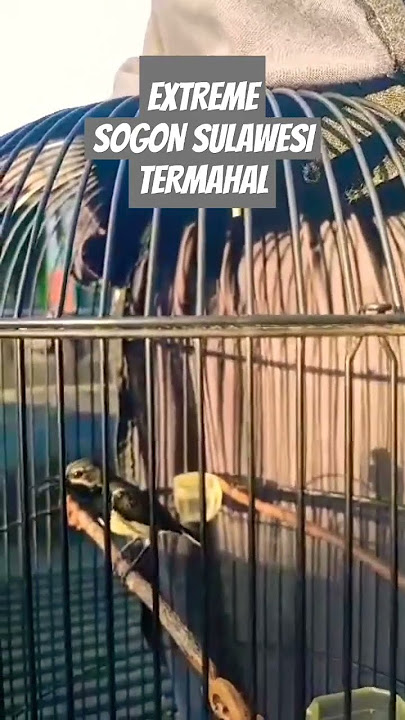 Sogok ontong Sulawesi Termahal milik Om Anto Sul-sel #kicaumania #sogon #Gacor #prestasi