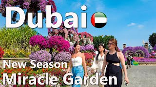 Dubai Miracle Garden New Season 2024 Walking Tour 4K🇦🇪