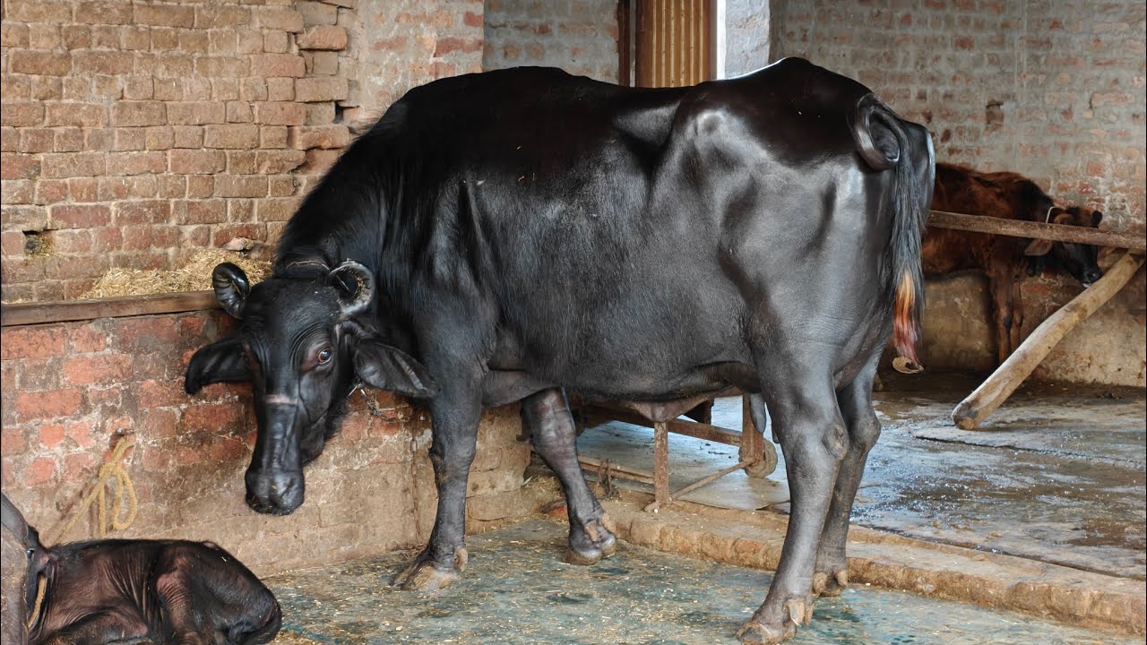 One Buffalo for Sale, ਇੱਕ ਮੱਝ ਵਿਕਾਊ 