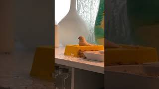 Baba the bird takes a bath