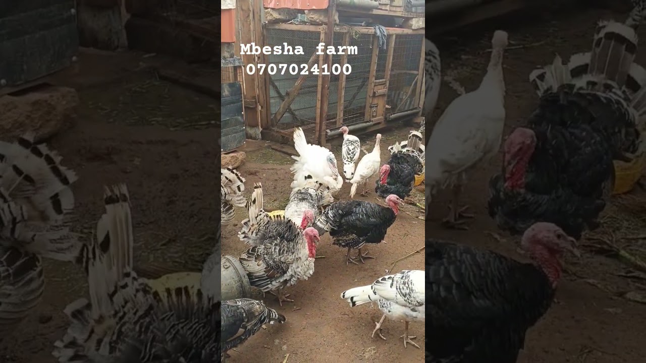 TURKEY FARMING REQUIRES EXTRA CARE AT THEIR EARLY STAGES BUT ARE VIBRANT BIRDS BY 3MONTHS. 