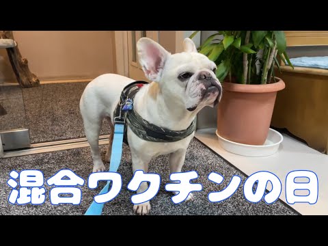 貫太混合ワクチン接種【フレンチブルドッグ】【Frenchbulldog】