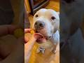 Can He Be Gentle? (Tater Tot) #dog