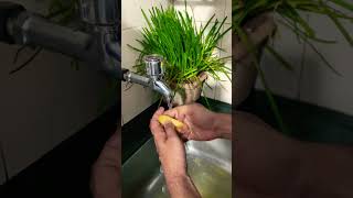 Seeds Step by Step Cleaning #greenplanet #climatechange #plantation #treeplantation #shorts #tree