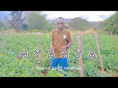 MASTERCLASS Siri Za Mafanikio Katika Kilimo Cha Nyanya Mwongozo Kamili Kutoka Wataalam Wa Shambani 