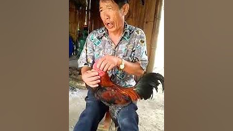 pov qaib dib qhia txog tu qaib sib ncaw li ca tu qaib thiaj zoo