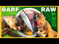 🔥 BARF Raw Diet 🔥 Build Muscle American Bully Dog XL Pitbull And Large Breeds