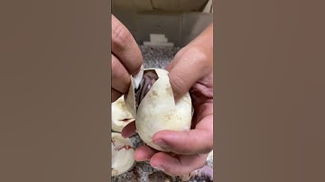 Welcoming A Beautiful Baby Retic To The World! 🥰🐍