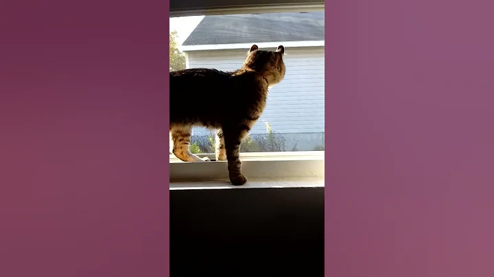 Watch the video about Lucy the World Famous Highlander Kitten Cat Carpe Diem