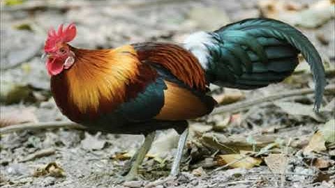 suab qaib dib cuab tuaj zoo 2021, tiếng gà trống mồi gáy cừc chuẩn,người vùng cao TV.