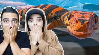 Kertenkele Olduk Feed And Grow Fish