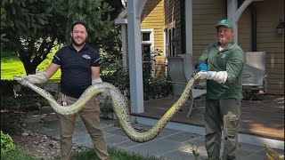 Animal stories! Check out a stunk in Ohio, a python in Maryland and more!