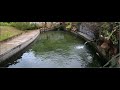 2020 FISH ARMY UPDATE + FEEDING! (60K GALLON POND!)