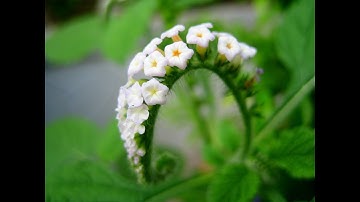 Cây Vòi Voi và Tác dụng của cây vòi voi chữa bệnh, chăm sóc sức khỏe tốt