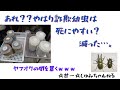 ヤフオクの闇！？詐欺の幼虫は弱いのか？悲しい結果に！