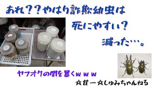 ヤフオクの闇！？詐欺の幼虫は弱いのか？悲しい結果に！