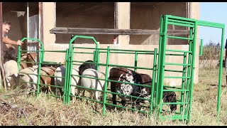 Building a portable sheep handling system / working chute (Part 1)