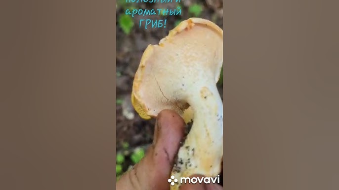 Ежовик желтый — описание гриба, где растет, похожие виды, фото