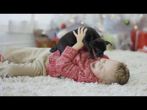 Video: Kako čuvati psa sigurno tijekom božićnih blagdana