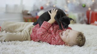 Tips for Keeping Your Pets Safe During the Holidays