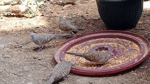 Menikmati hidup di aviary, dunia burung perkutut