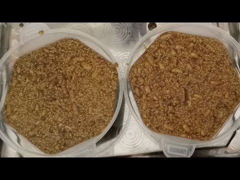 احلي مفتقه في الشتاء على الباجور