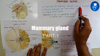 Anatomy of Mammary gland external feature | part-1 | Breast anatomy | The johari screenshot 1