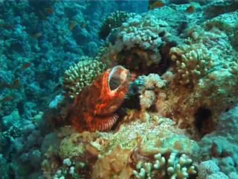 Video: Eerste Record Van Polyonyx Loimicola Sankolli, 1965 (Crustacea, Decapoda, Anomura, Porcellanidae) Uit De Rode Zee, Egypte