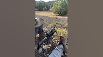 Calling in coyotes during a hunt