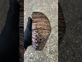 Mammoth tooth stabilized whole
