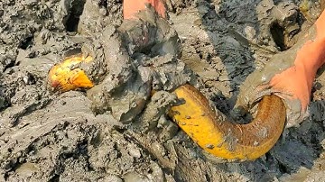 Eel Fish Catching ! Eel Fish are Hidden Under The Muddy