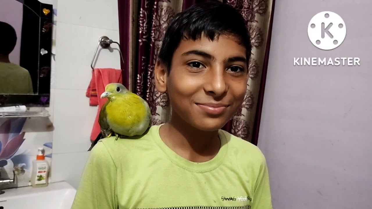 green pigeon (hariyal) treatment
