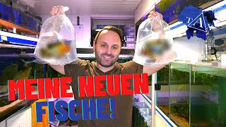 Meine NEUEN FISCHE I TAX