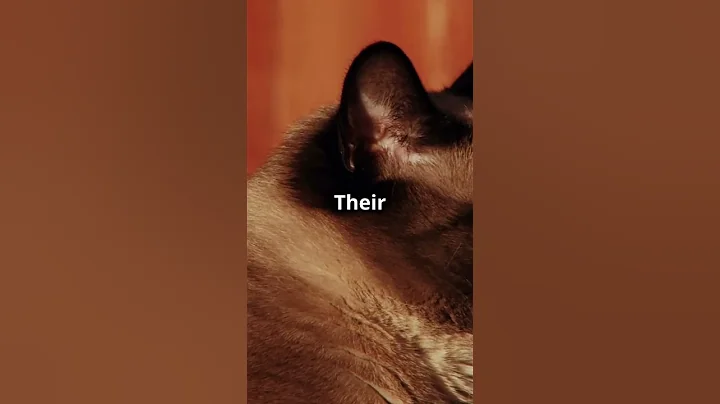 Watch the video about Top 5 interesting facts about Siamese cats #top5 #cats #interestingfacts #siamese