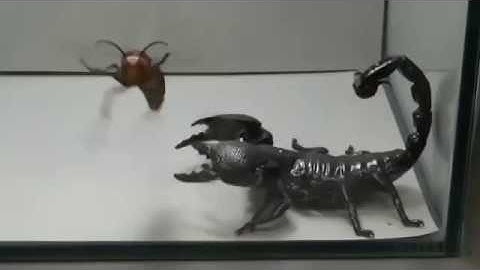 ONG KHỔNG LỒ ĐẠI CHIẾN BỌ CẠP