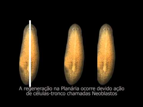 Vídeo: Quanto tempo vive uma planária?