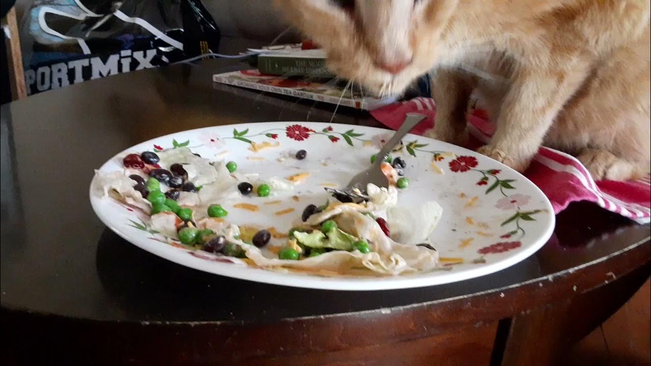 cat eating salad YouTube