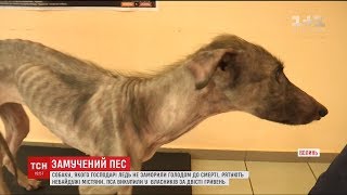 Шкіра та кістки. У Луцьку господарі ледь не до смерті заморили голодом собаку Шкіра та кістки. У Луцьку господарі ледь не до смерті заморили голодом собаку