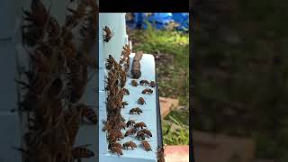 My bees coming home in slow-mo