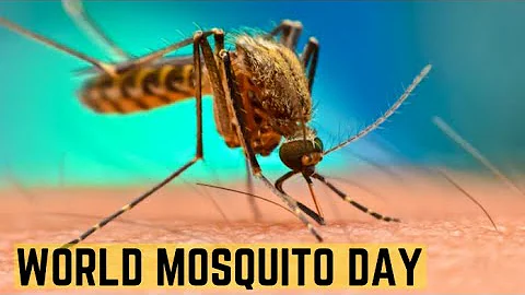 World Mosquito Day: Protect Yourself from Mosquito-Borne Diseases | Healthy Living Today