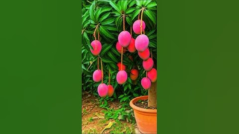 🌿Grow Mango Tree Faster with This Proven Method for Beginners! #mango #fruittree#shorts #viralvideo