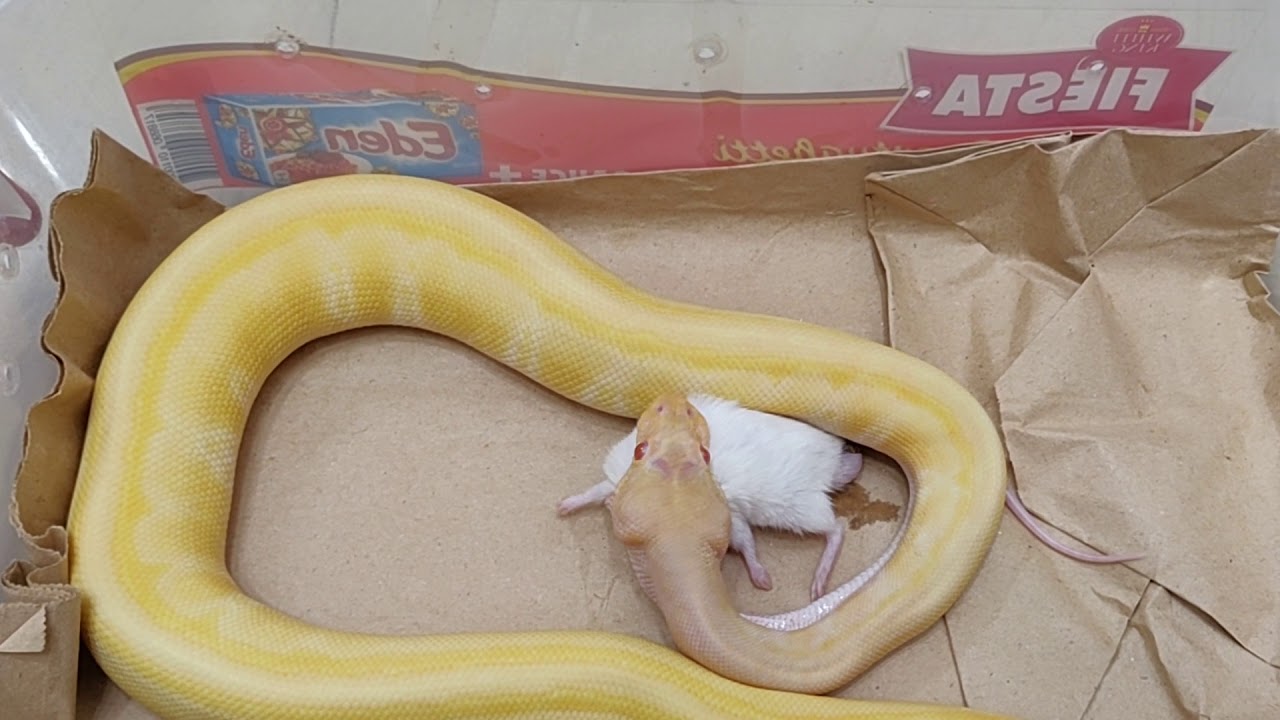 Feeding a Ball Python - YouTube