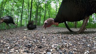 Forest Friends - Turkeys, Chipmunks, Squirrels - July 8, 2021