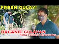 Organic Gulayan | Nalbo Farmers Association