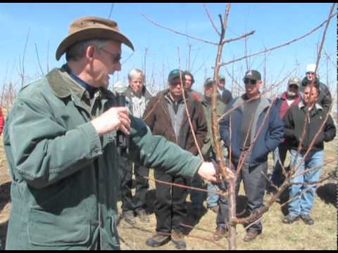 Sweet Cherry Pruning Fgntv Youtube