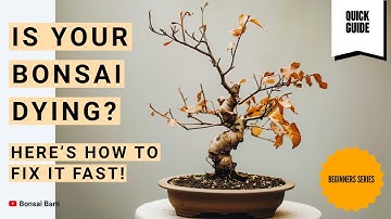 “Is Your Bonsai Dying? Here’s How to Fix It Fast!”
