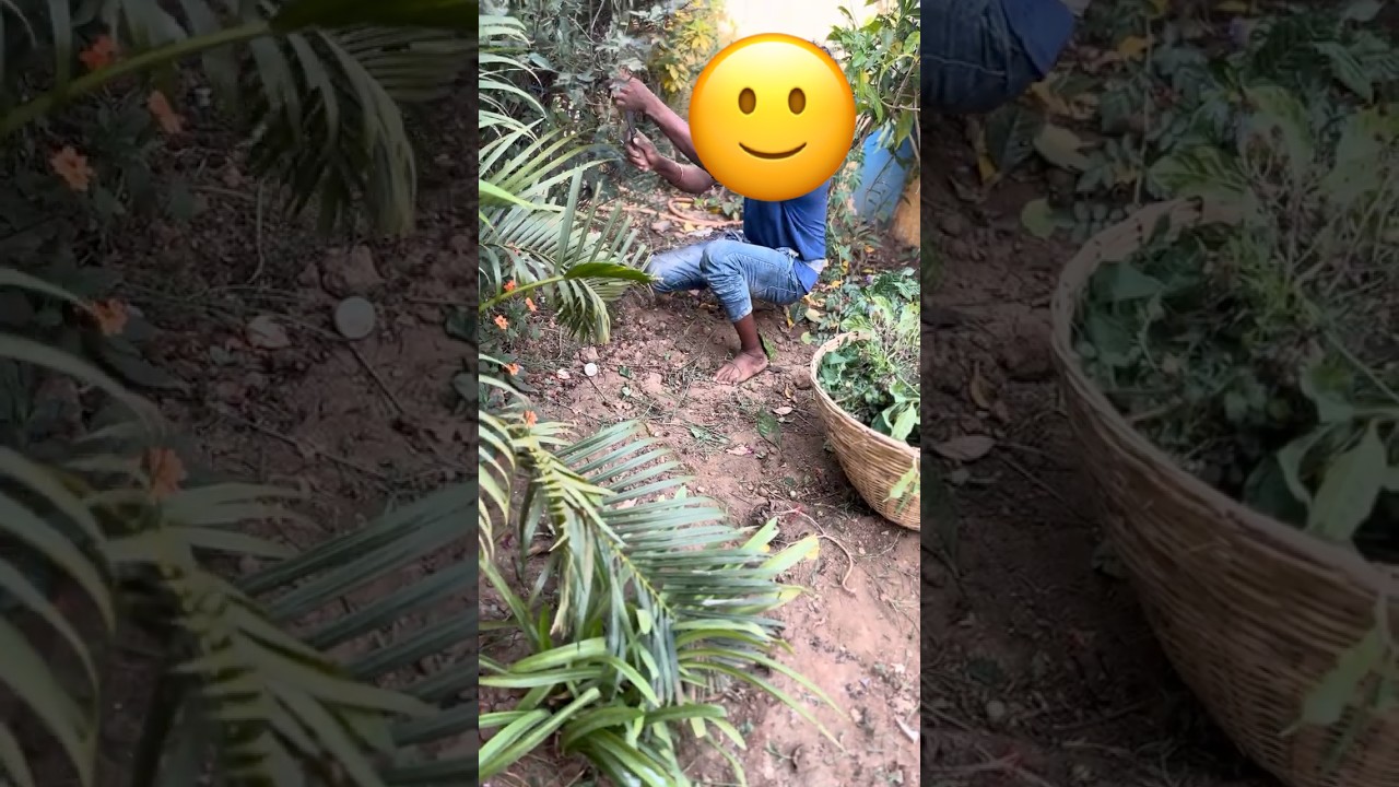 Cutting&cleaning garden greenery maintenance is heavy task but refreshing the mind, garden,flowers😍
