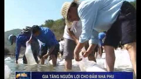 Thả cá tái tạo nguồn lợi thủy sản Khánh Hòa 2014
